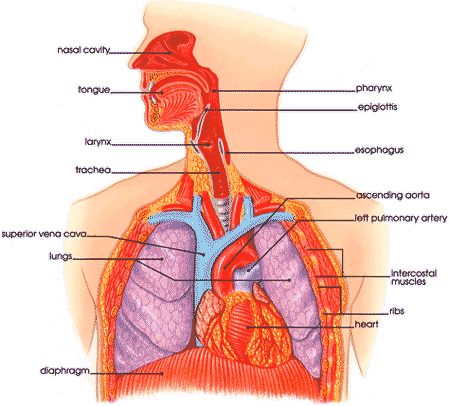 Figure 1. The breath apparatus