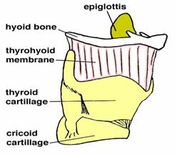Figure 2. The larynx